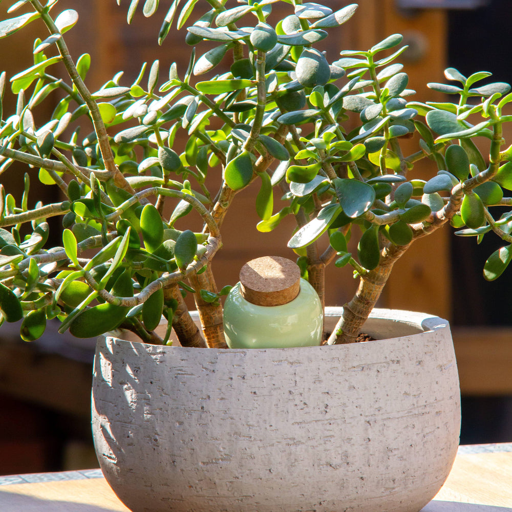 Hydrating Olla | Verde