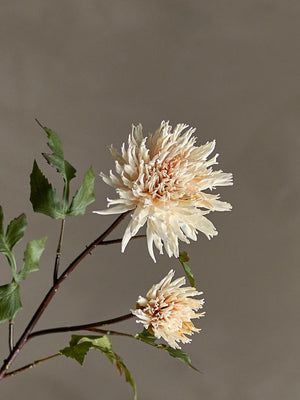 Chrysantemum Stelo artificiale | Nature